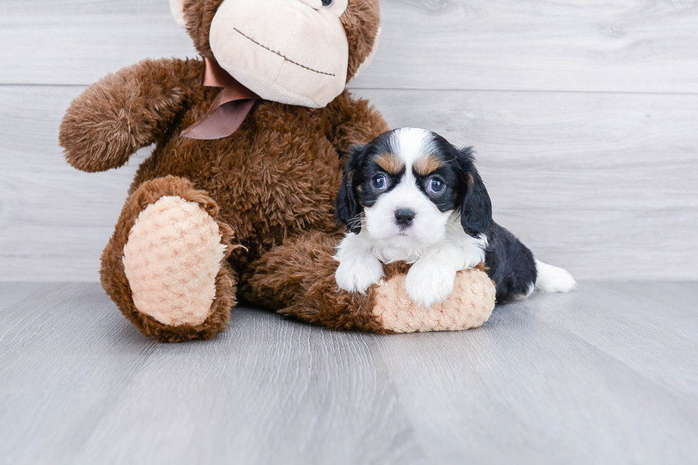 Hypoallergenic Cavalier King Charles Spaniel Purebred Pup