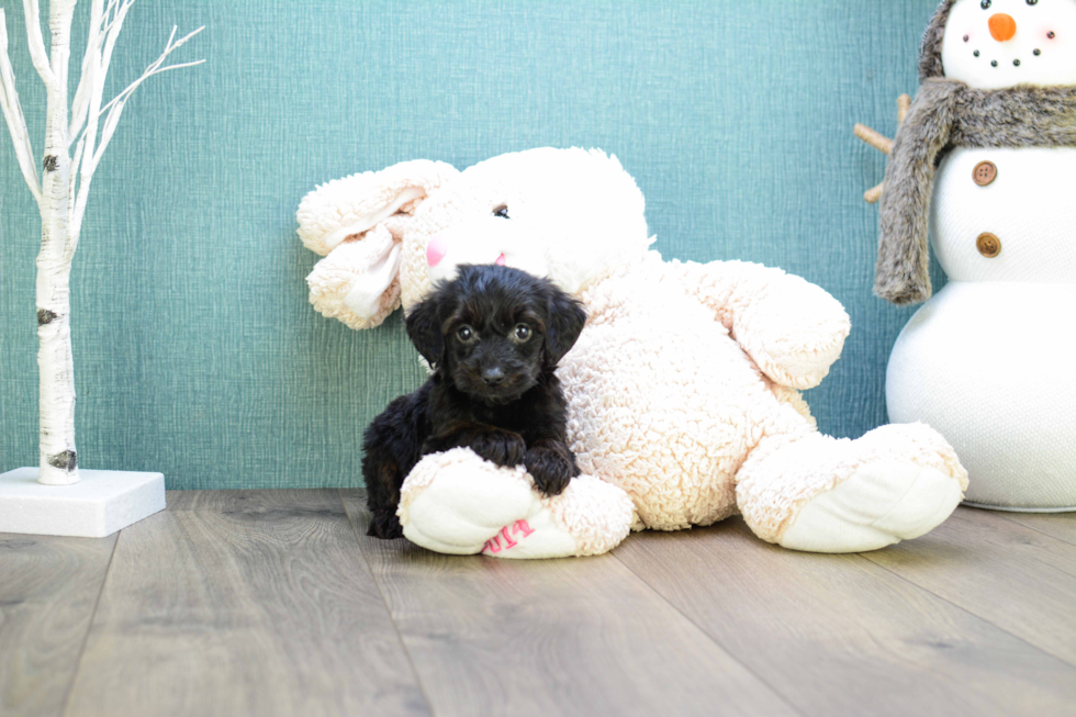Best Yorkie Poo Baby