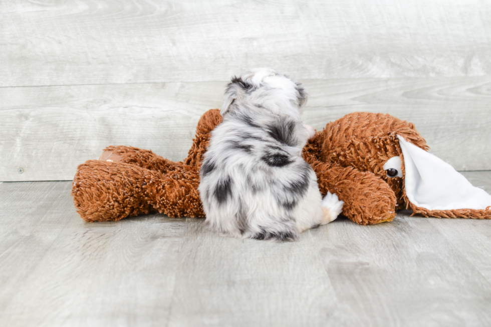 Mini Aussiedoodle Puppy for Adoption