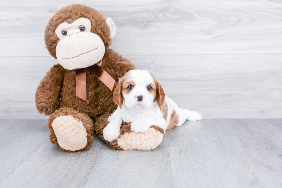 Cute Cavalier King Charles Spaniel Purebred Puppy