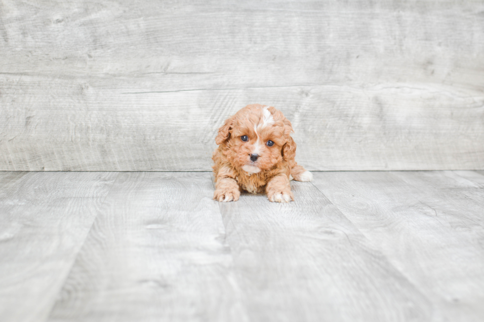 Cute Cavapoo Baby