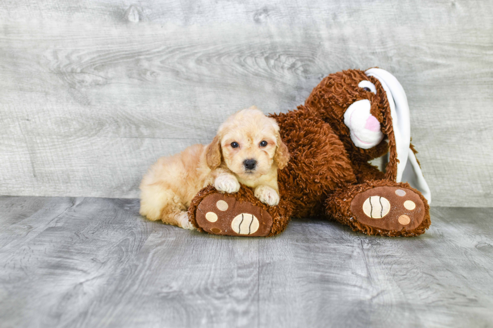 Friendly Mini Goldendoodle Baby