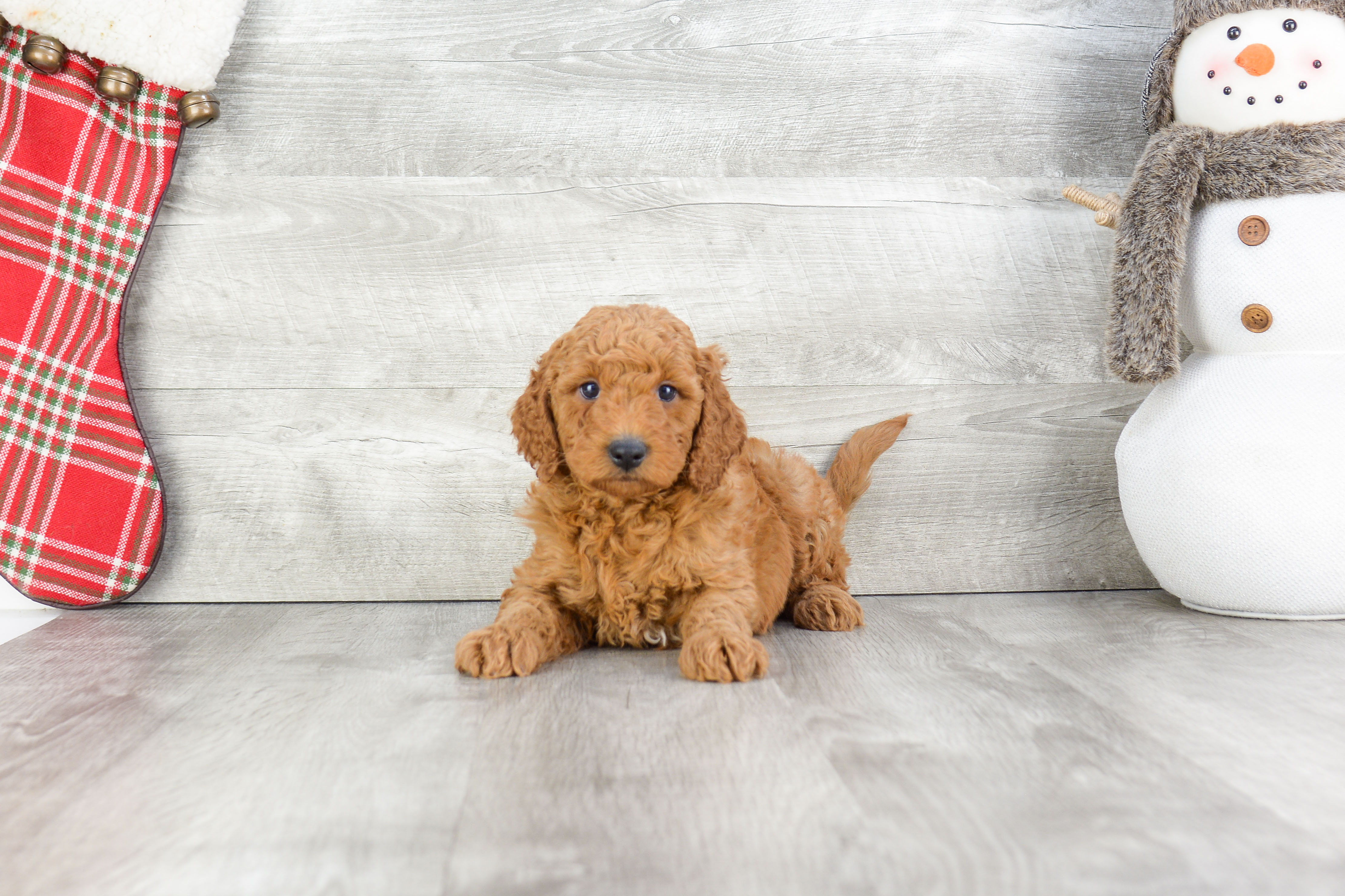 Smart Mini Goldendoodle Poodle Mix Pup