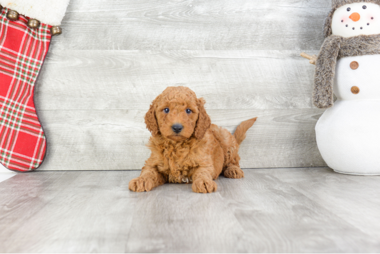 Smart Mini Goldendoodle Poodle Mix Pup