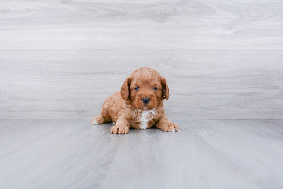Hypoallergenic Cavoodle Poodle Mix Puppy
