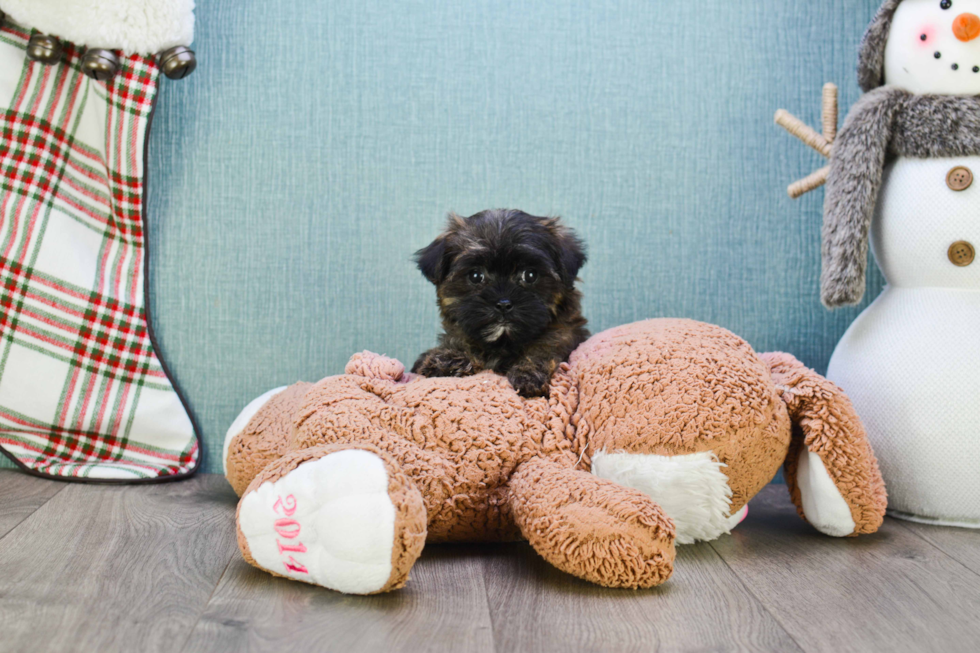 Morkie Pup Being Cute