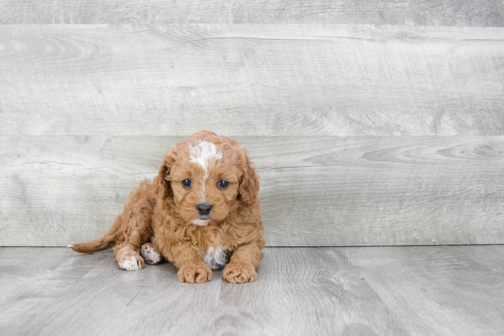 Cavapoo Puppy for Adoption