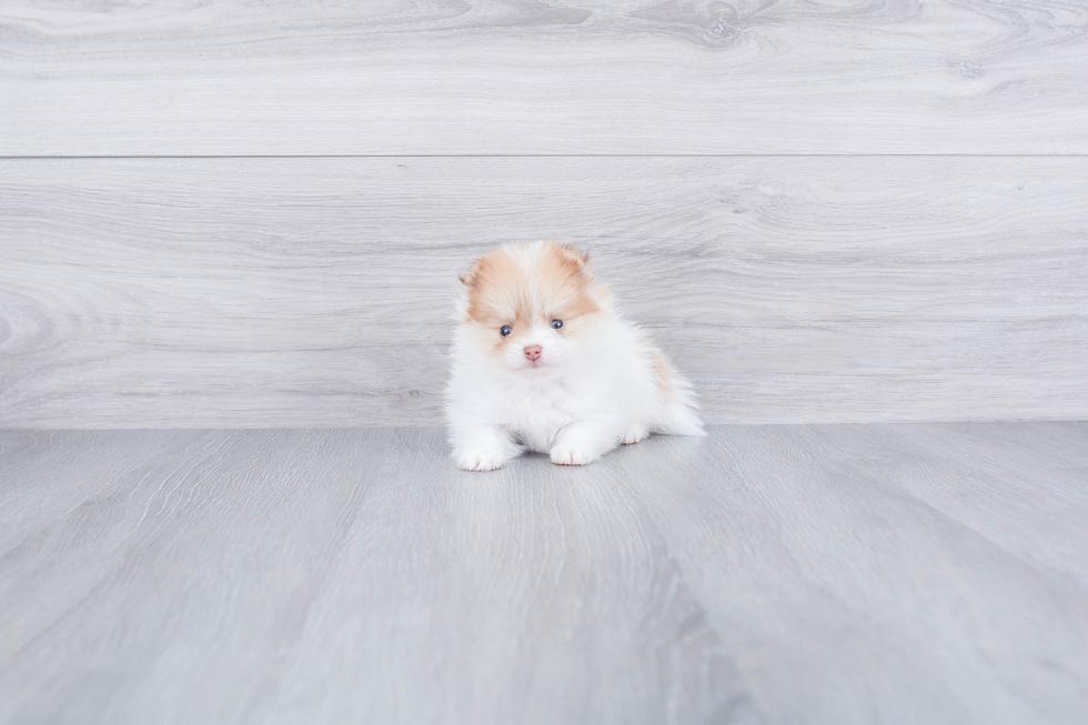 Petite Pomeranian Purebred Puppy