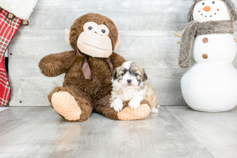 Best Havanese Baby