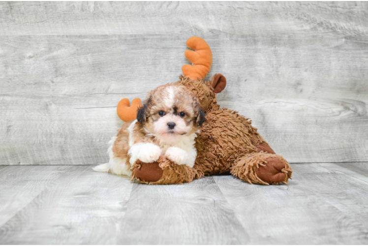 Smart Teddy Bear Designer Pup