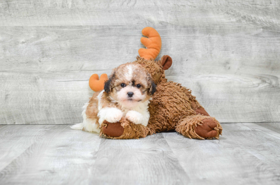 Smart Teddy Bear Designer Pup