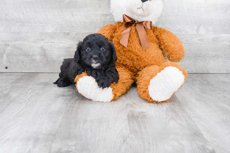 Adorable Cavoodle Poodle Mix Puppy