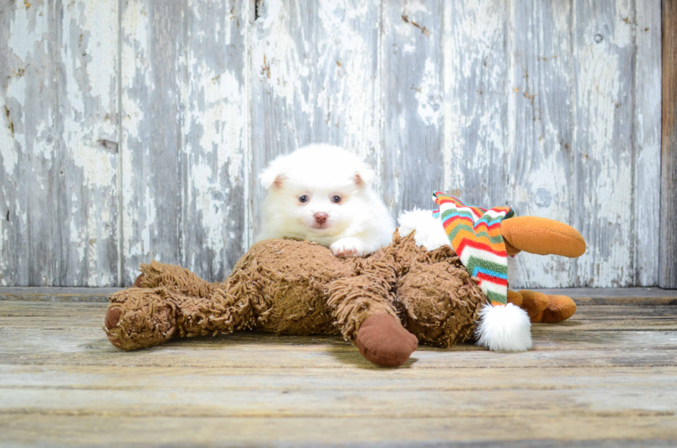 Maltipom Puppy for Adoption