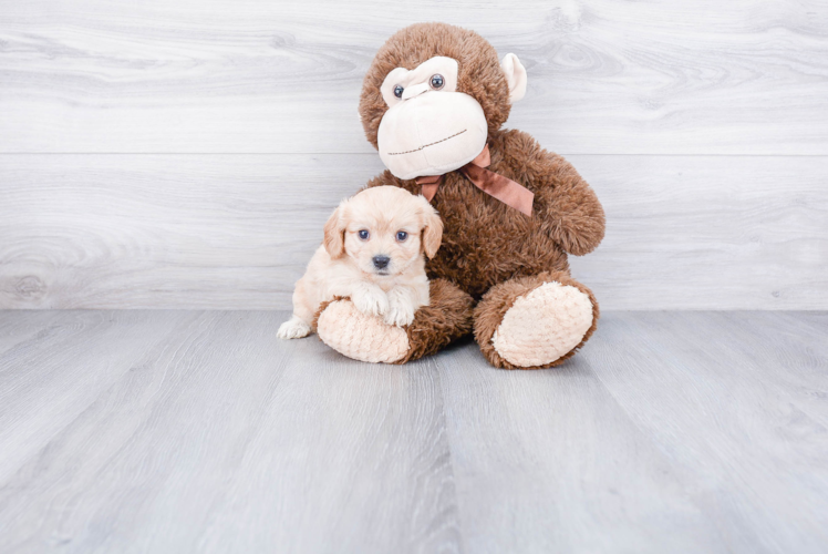 Hypoallergenic Cavalier Designer Puppy