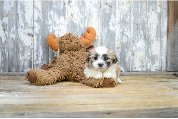 Teddy Bear Pup Being Cute