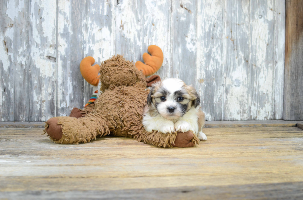 Teddy Bear Pup Being Cute