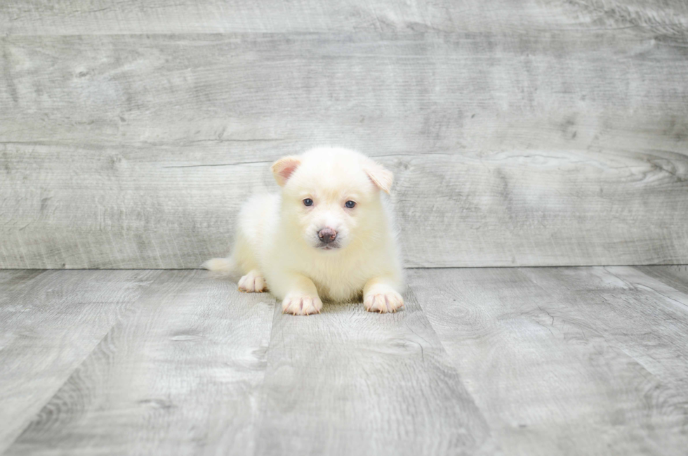 Hypoallergenic Mini Husky Designer Puppy