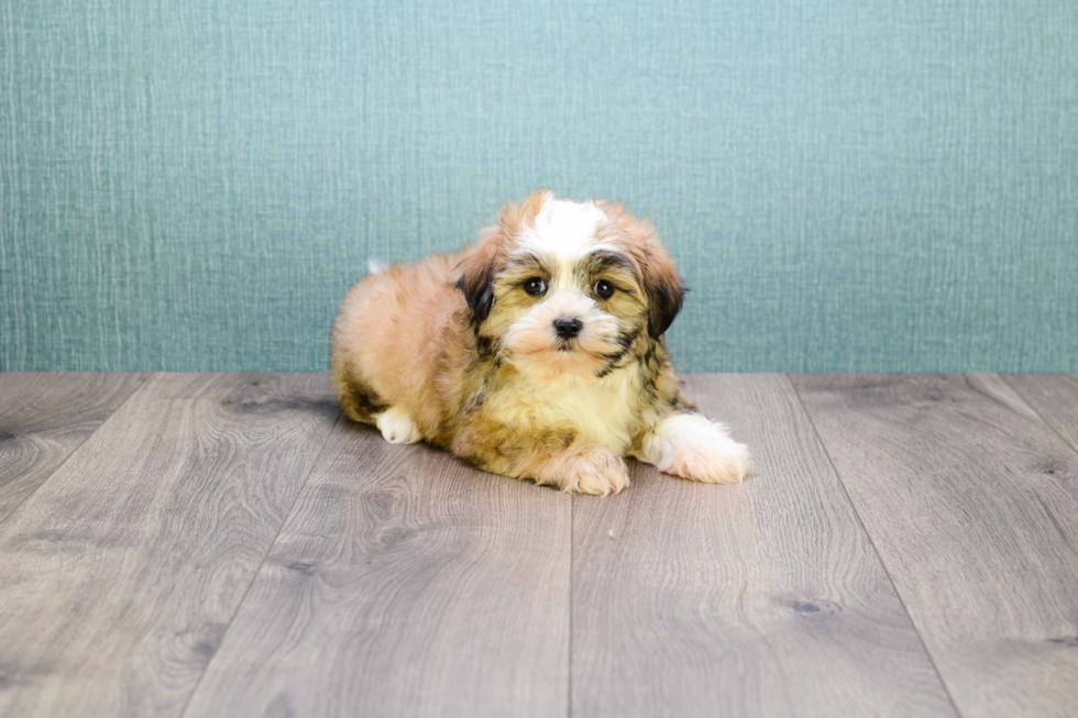 Hypoallergenic Shi Chon Designer Puppy