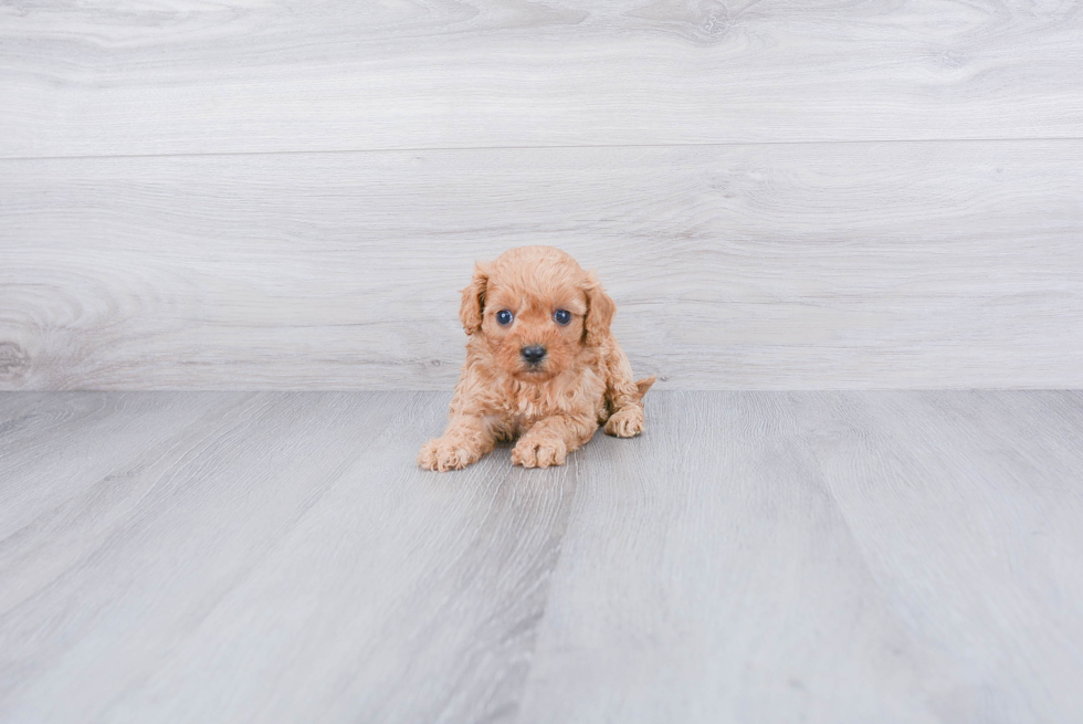 Funny Cavapoo Poodle Mix Pup