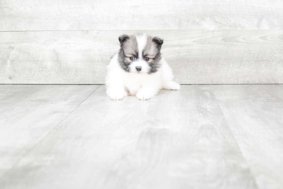 Pomeranian Pup Being Cute