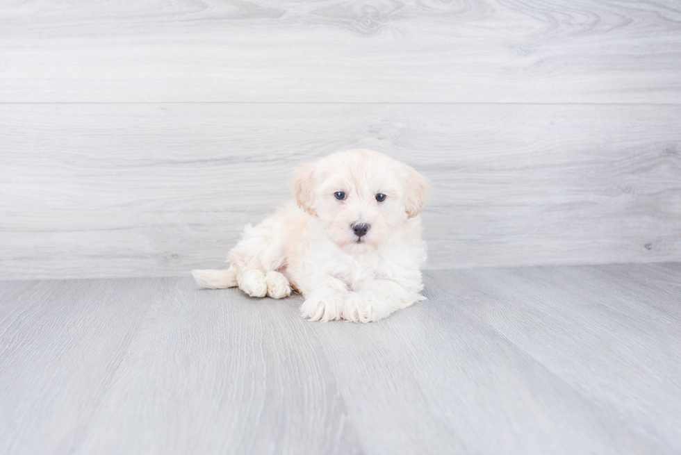 Havanese Puppy for Adoption