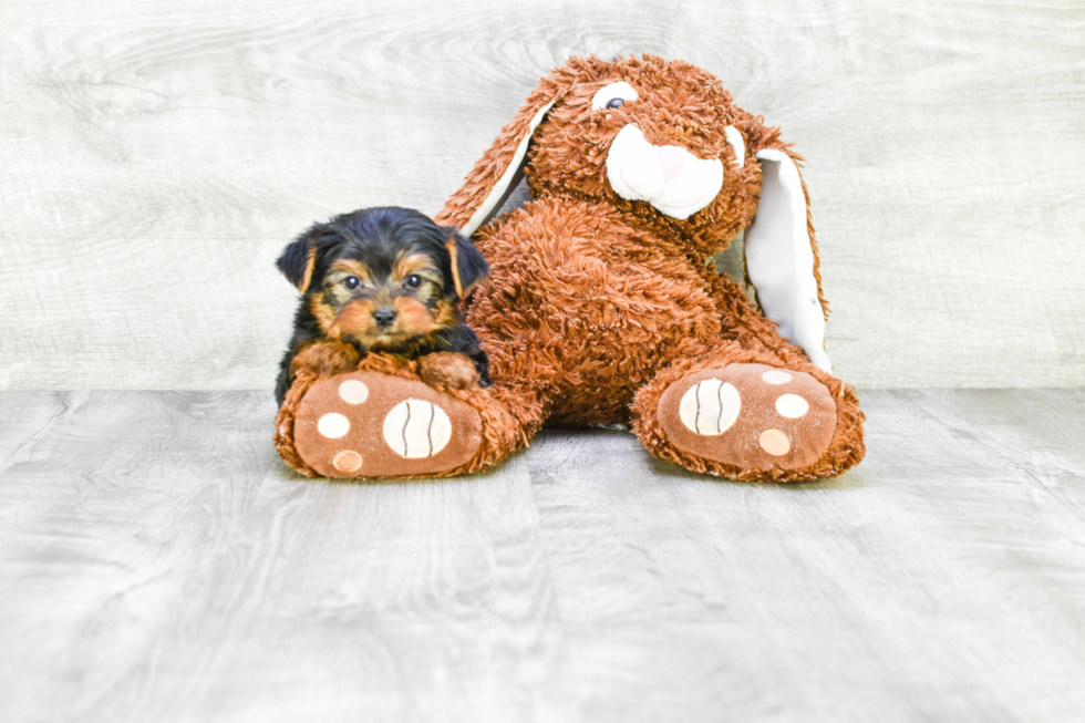 Meet Zoro - our Yorkshire Terrier Puppy Photo 