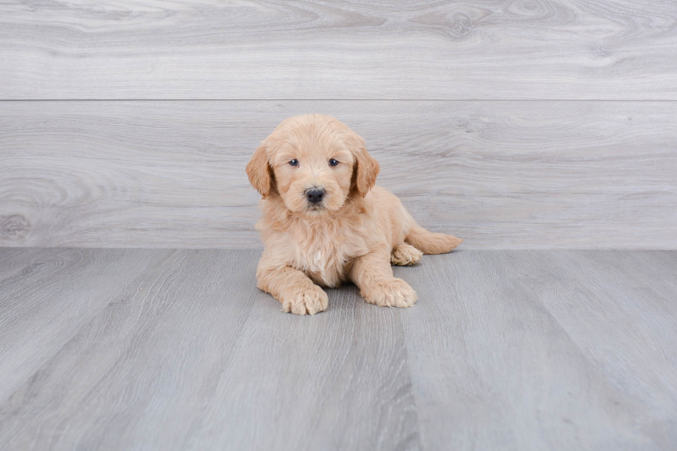 Smart Mini Goldendoodle Poodle Mix Pup