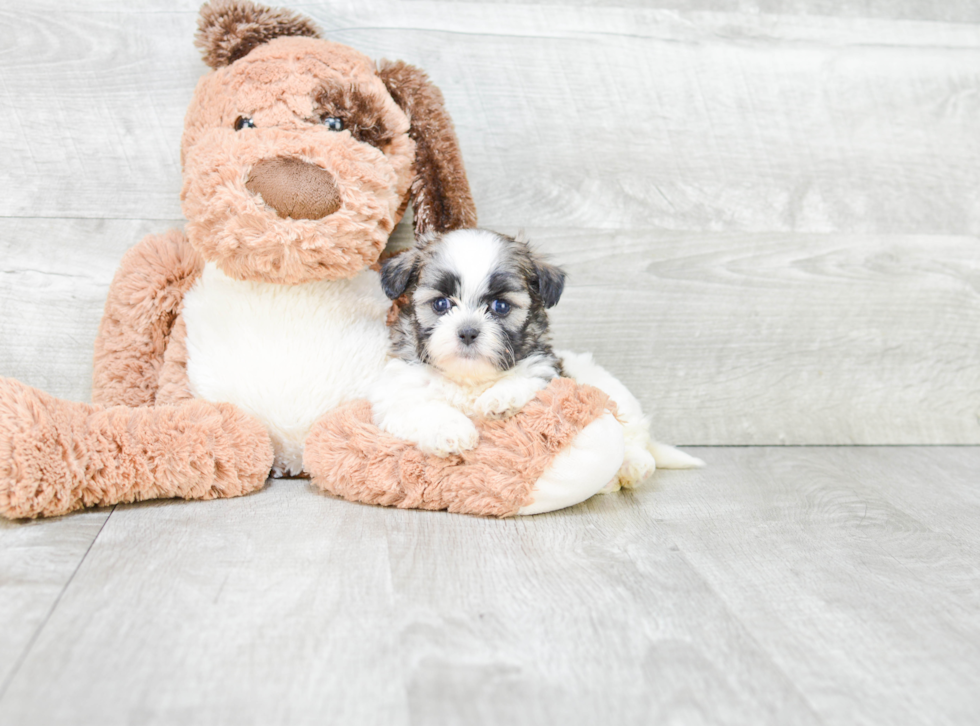 Teddy Bear Pup Being Cute
