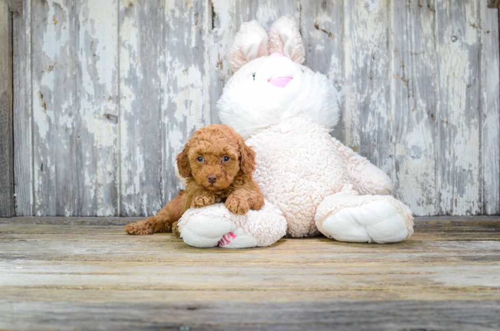 Cavapoo Pup Being Cute