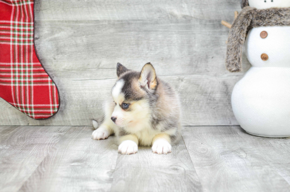 Best Pomsky Baby