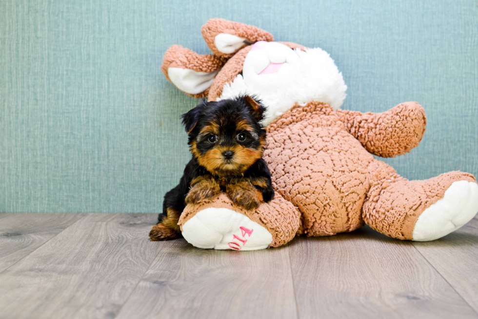 Meet Tj - our Yorkshire Terrier Puppy Photo 