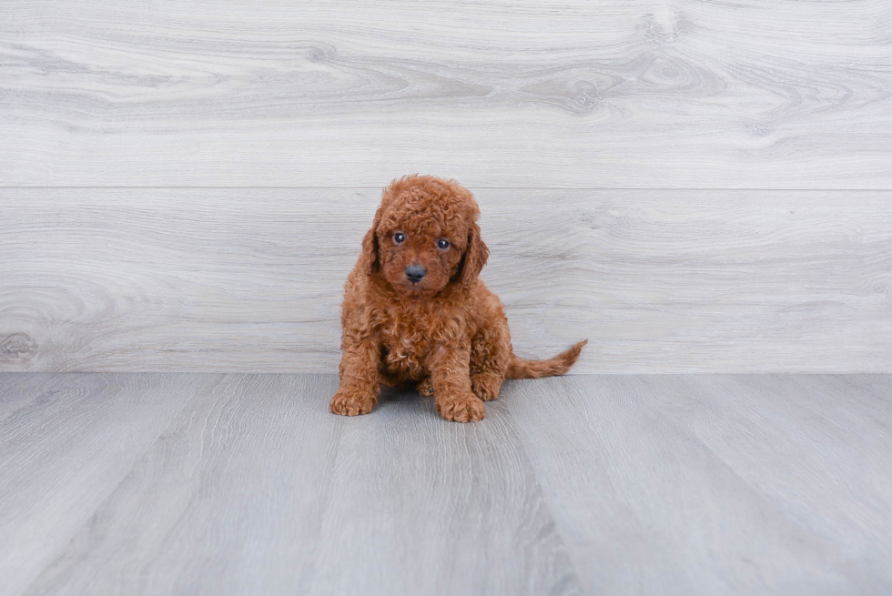 Happy Cavapoo Baby