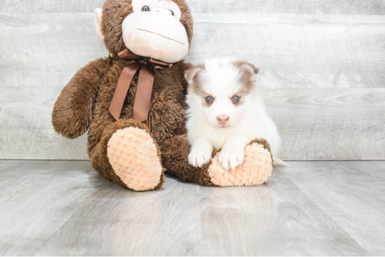 Sweet Pomsky Baby