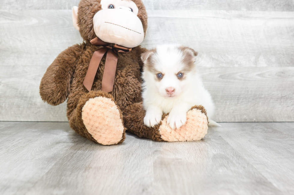 Sweet Pomsky Baby