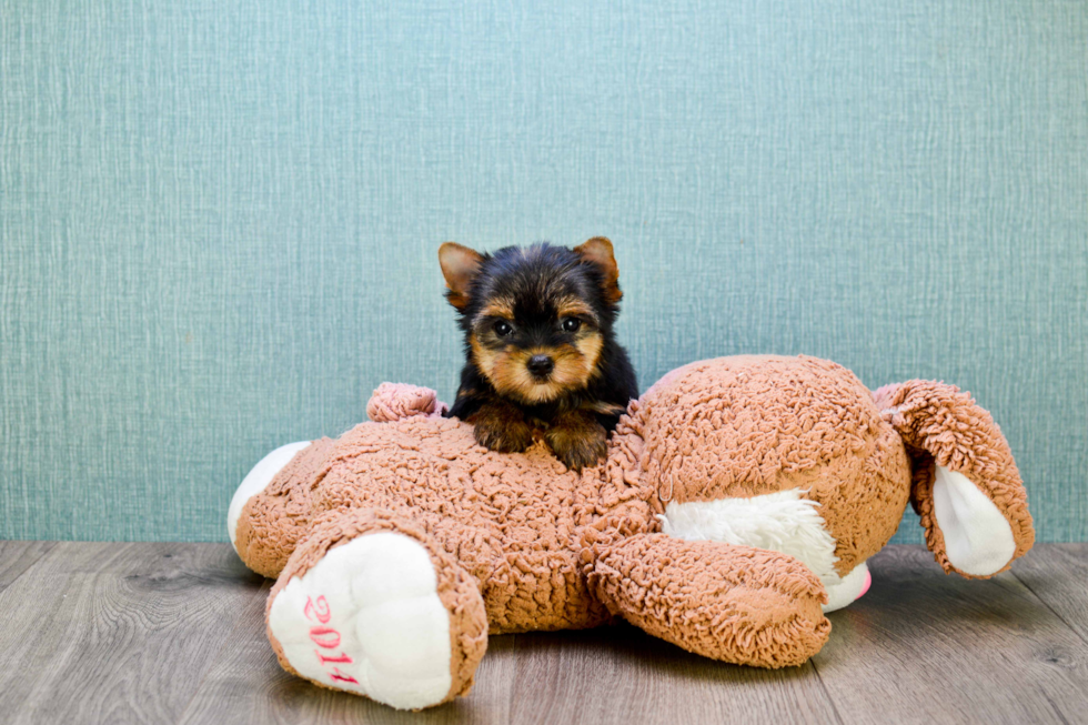 Meet Tinkerbell - our Yorkshire Terrier Puppy Photo 