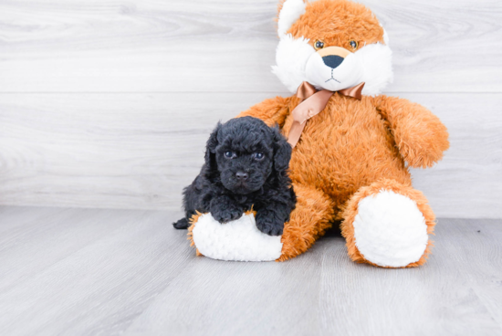 Cavapoo Pup Being Cute