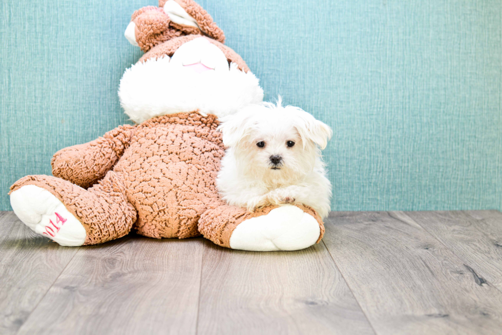 Akc Registered Maltese Baby