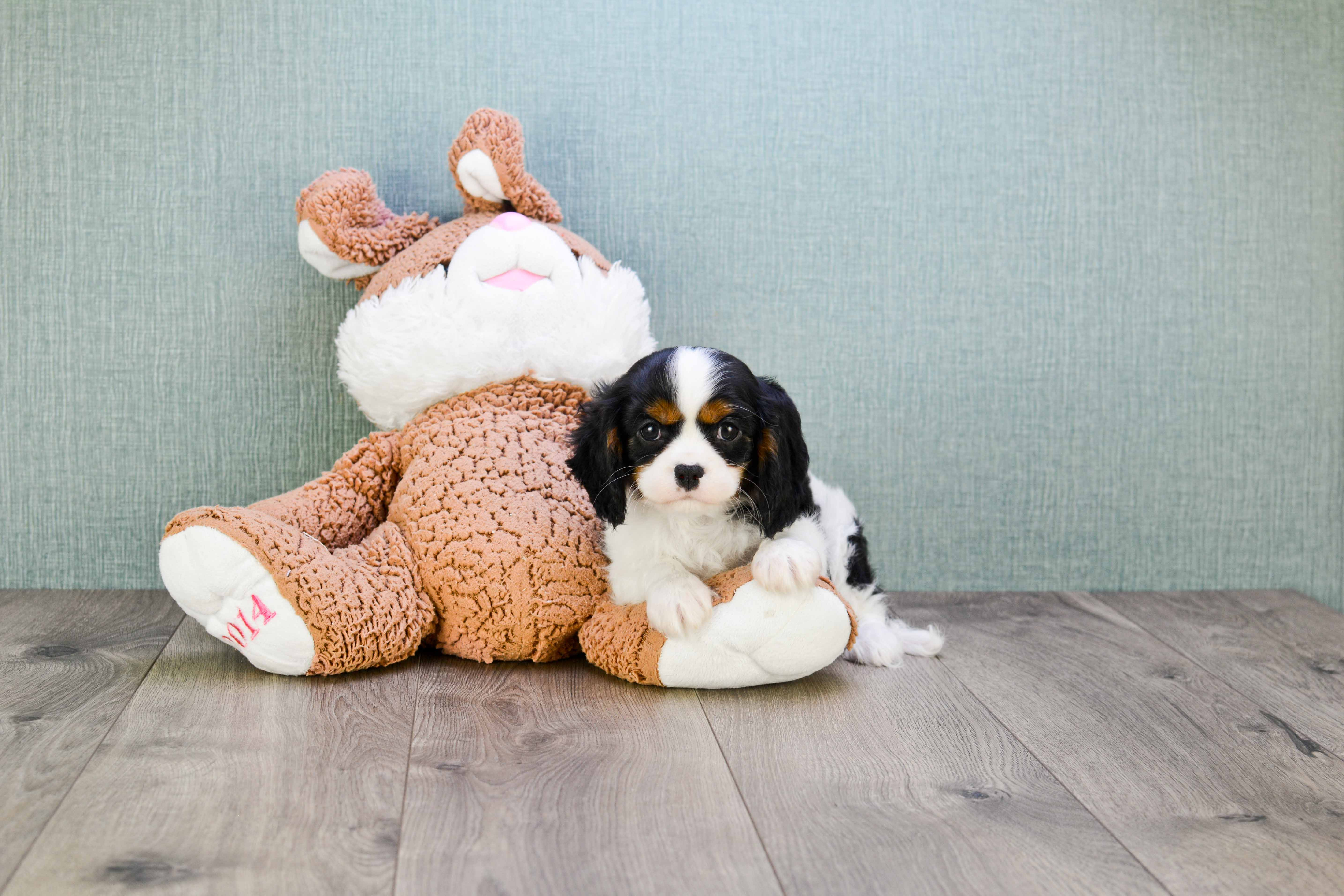Friendly Cavalier King Charles Spaniel Purebred Pup