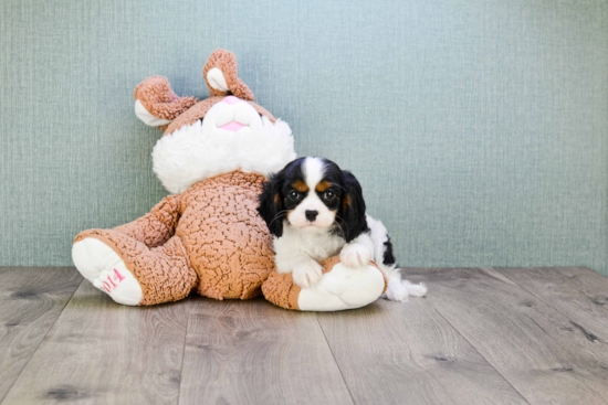 Friendly Cavalier King Charles Spaniel Purebred Pup