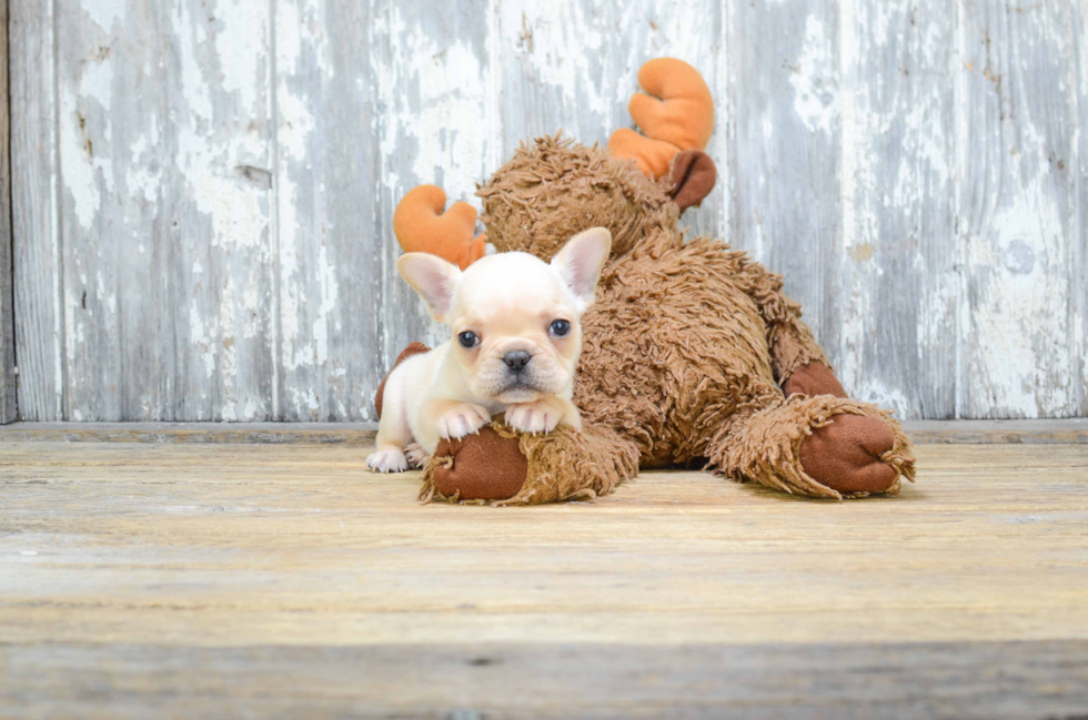 Funny French Bulldog Baby