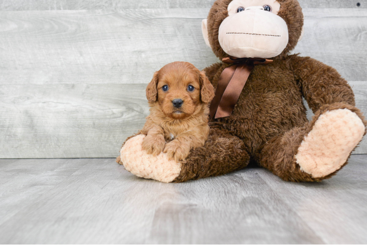 Cavapoo Pup Being Cute