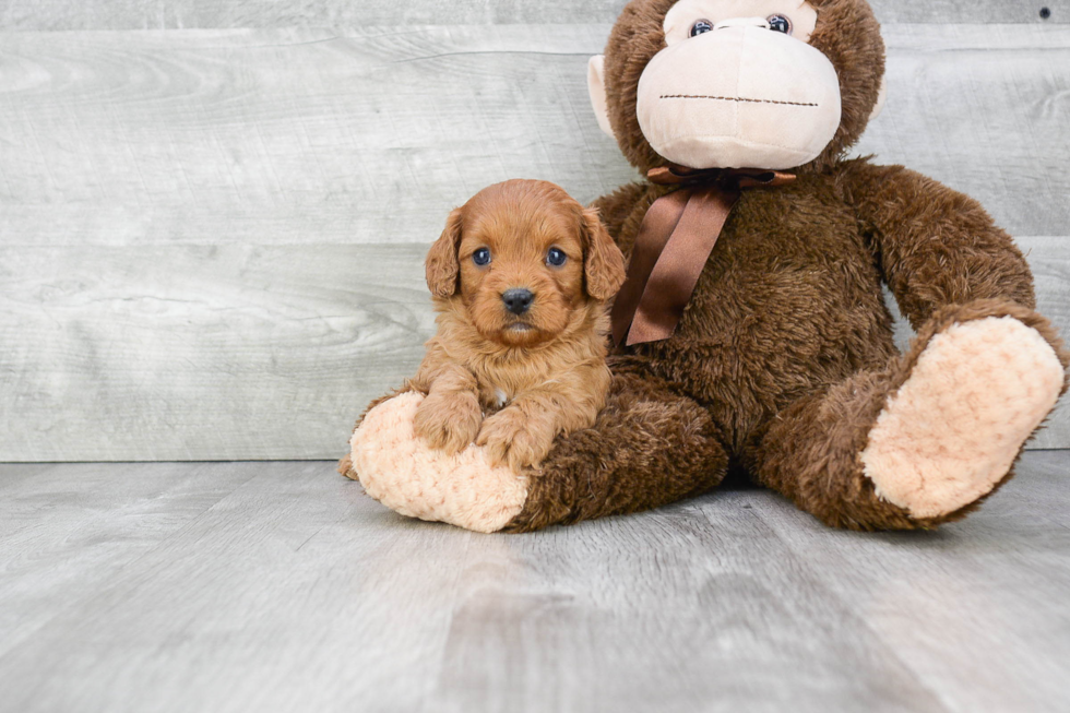 Cavapoo Pup Being Cute