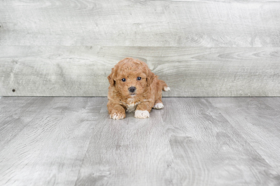 Maltipoo Pup Being Cute