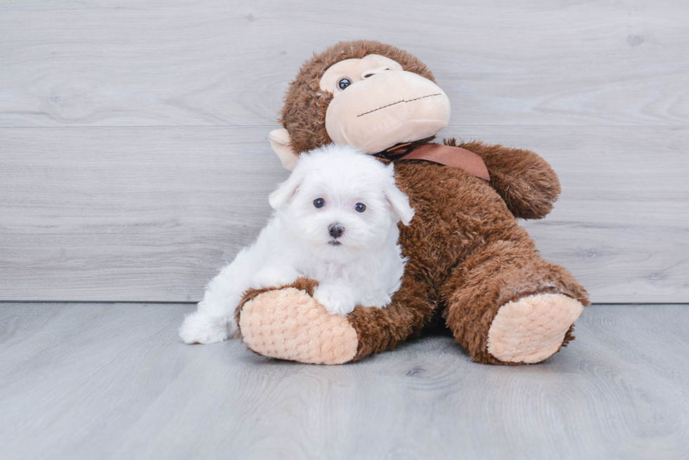 Sweet Maltese Purebred Puppy