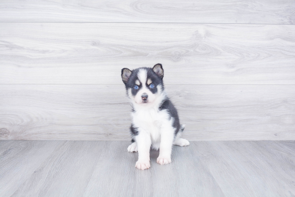 Happy Pomsky Baby