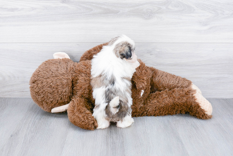 Teddy Bear Pup Being Cute