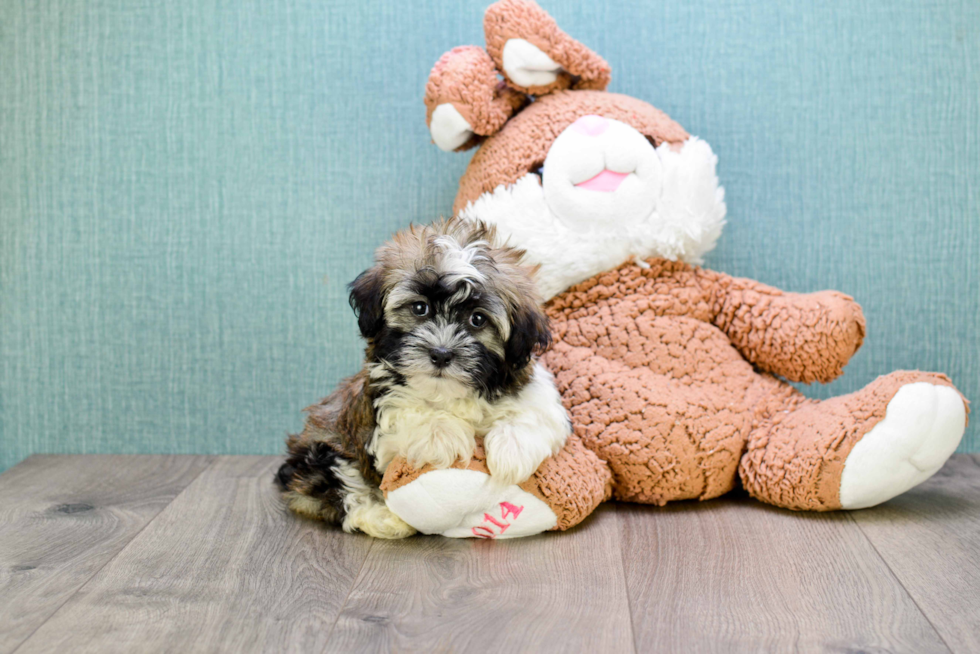 Playful Havanese Purebred Pup