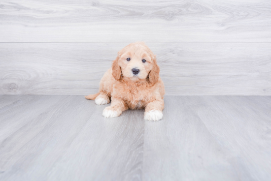 Mini Goldendoodle Puppy for Adoption