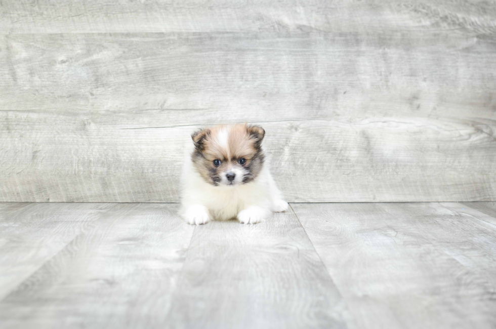 Pomeranian Puppy for Adoption