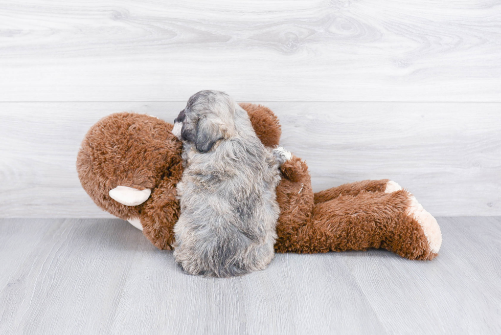 Best Teddy Bear Baby